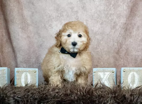 Aussiedoodle - Baker