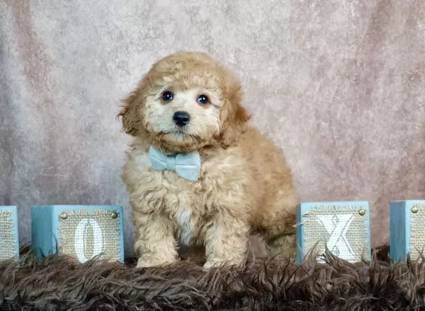 Aussiedoodle - Bond