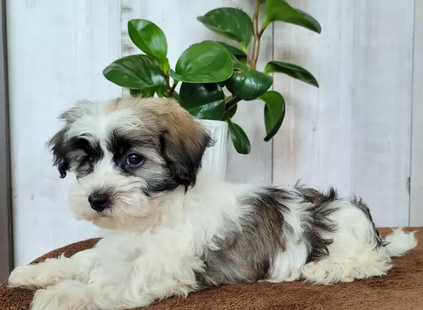 Havanese - Oliver