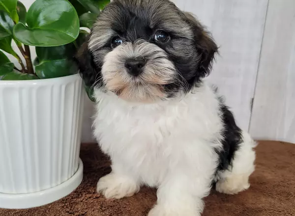 Havanese - Oscar