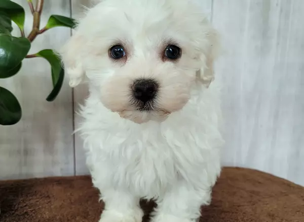 Havanese - Ozzy