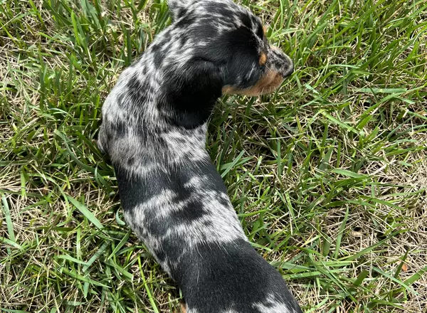 Dachshund - Loki