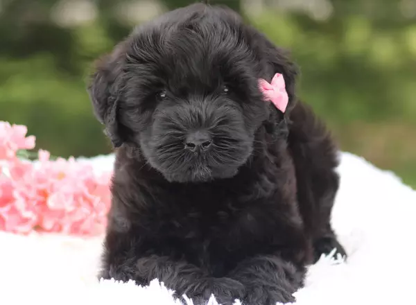 Giant Schnauzer - Wanita AKC