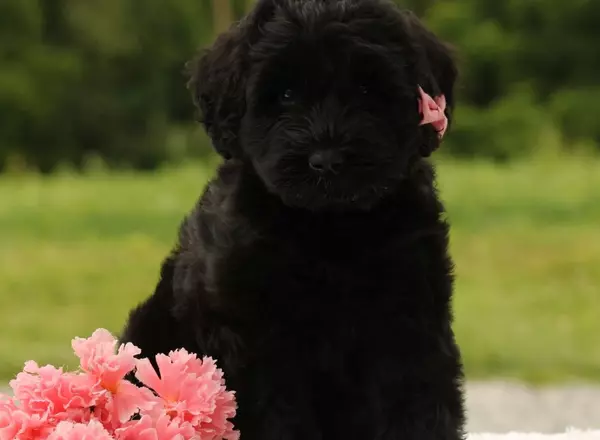 Giant Schnauzer - Whitney AKC