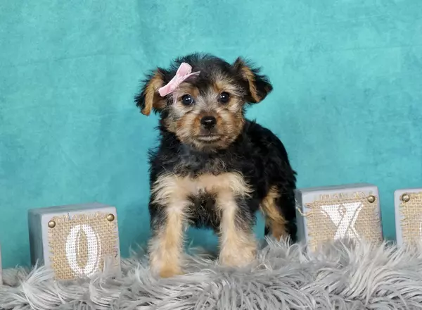 Yorkiepoo - Suzie Q