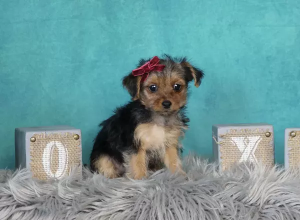 Yorkiepoo - Suzann