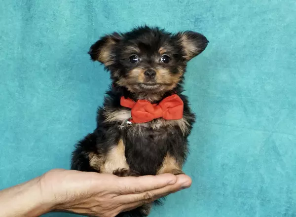 Yorkiepoo - Saki