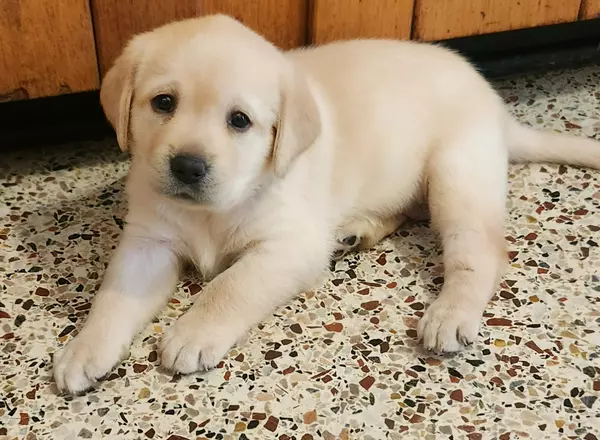 Labrador Retriever - Yellow - Shazzy