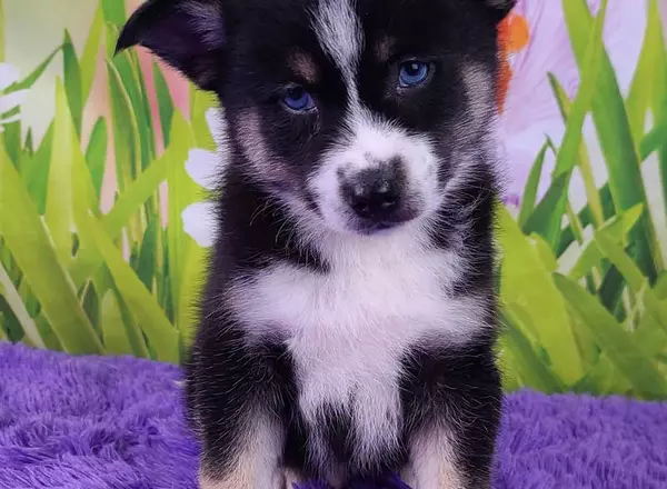 Pomsky - Sully