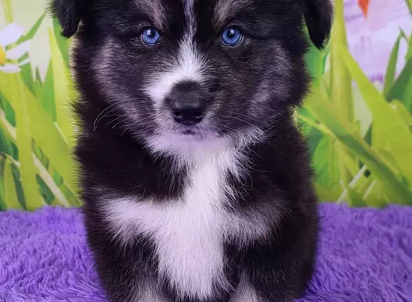 Pomsky - Scout