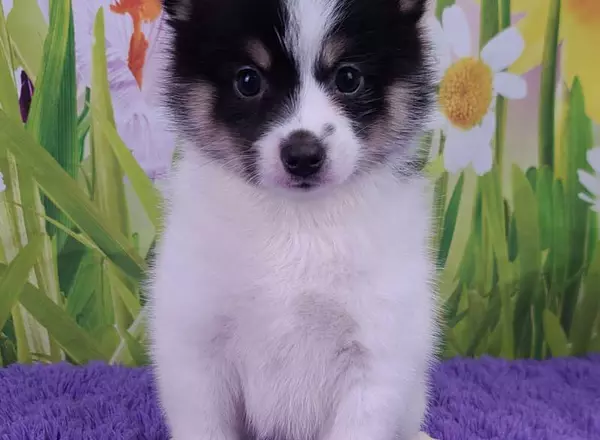 Pomsky - Shelby