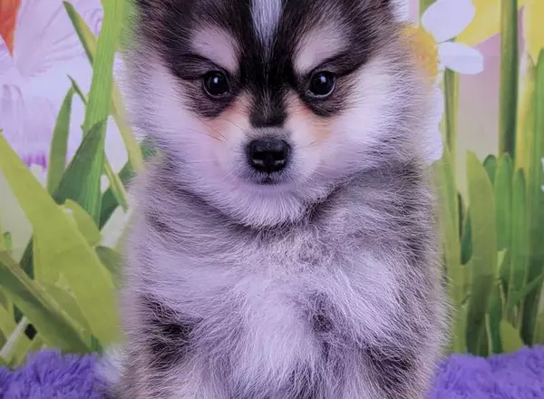 Pomsky - Izzy