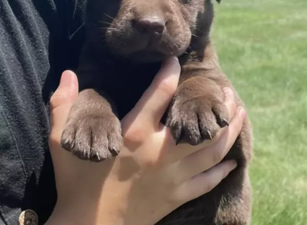 Labrador Retriever - Chocolate - Riley