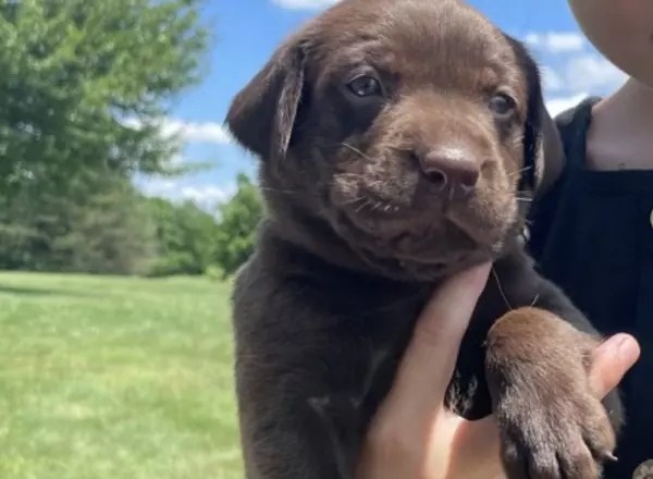 Labrador Retriever - Chocolate - Addie