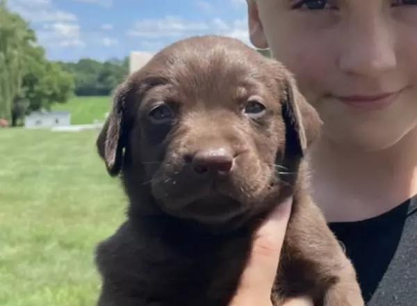 Labrador Retriever - Chocolate - Maggie