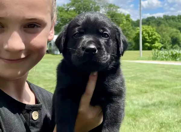 Labrador Retriever - Black - Jack