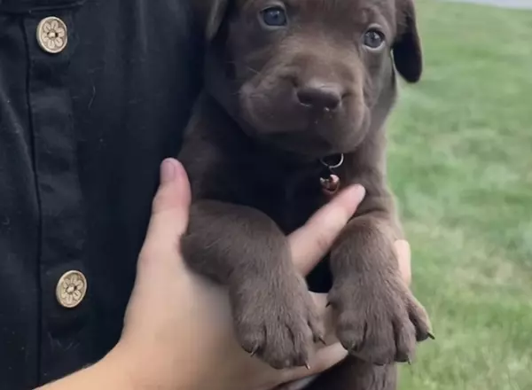 Labrador Retriever - Chocolate - 