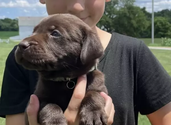 Labrador Retriever - Chocolate - Oliver