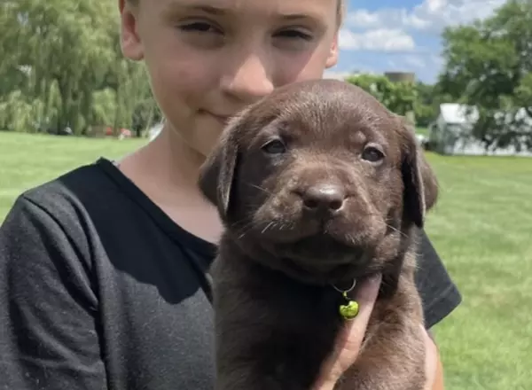 Labrador Retriever - Chocolate - Theo