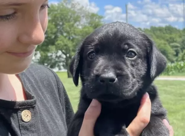 Labrador Retriever - Black - Finley