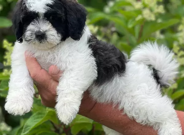 Shihpoo - Ruth