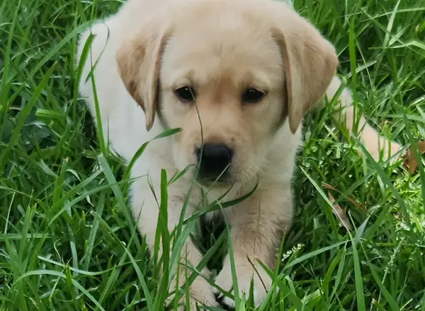 Labrador Retriever - Yellow - Daisy