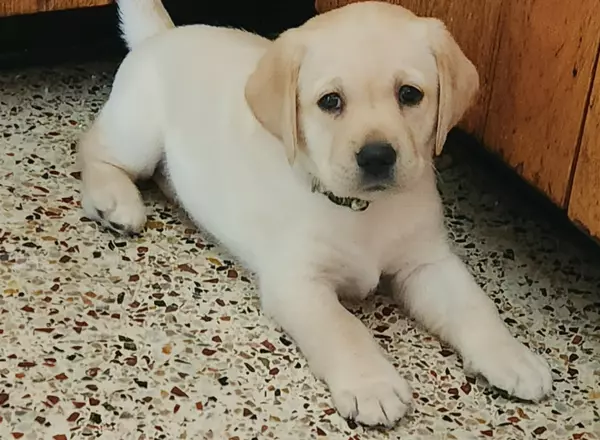 Labrador Retriever - Yellow - Olive