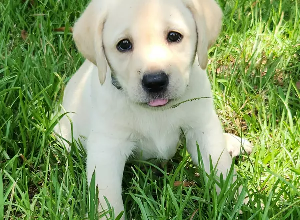 Labrador Retriever - Yellow - Berrykin