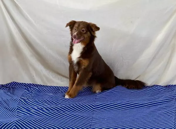 Miniature Australian Shepherd - Faith