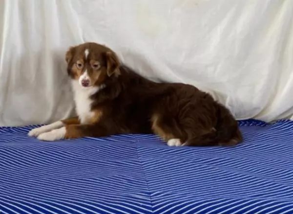 Miniature Australian Shepherd - Bennett