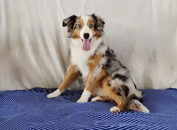 Miniature Australian Shepherd - Scott