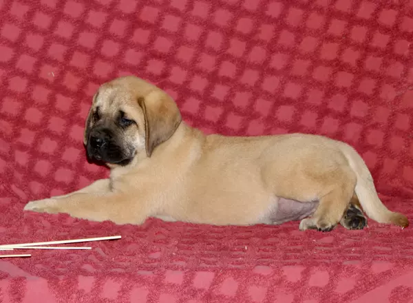 English Mastiff - Mo