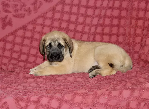 English Mastiff - Candy