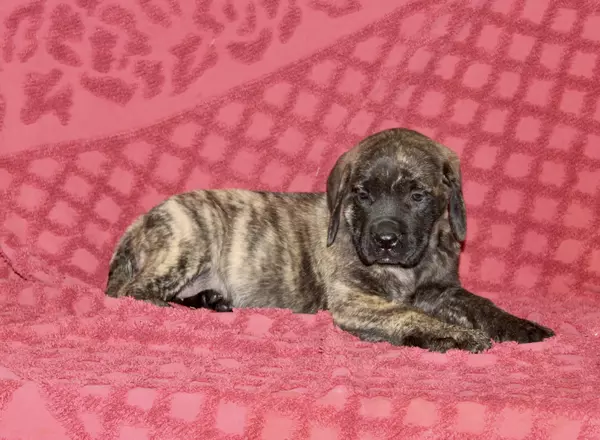 English Mastiff - Lilly