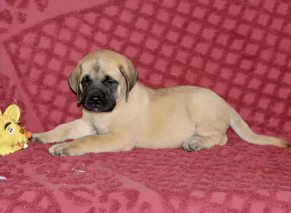 English Mastiff - Max