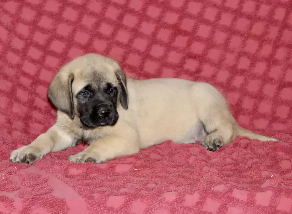 English Mastiff - Tyler