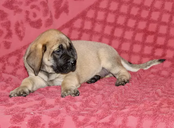 English Mastiff - Toby