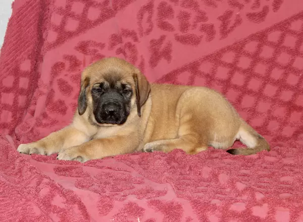 English Mastiff - Demi