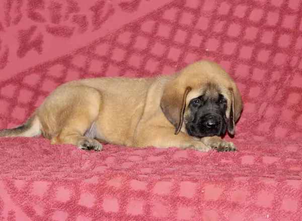 English Mastiff - Rita