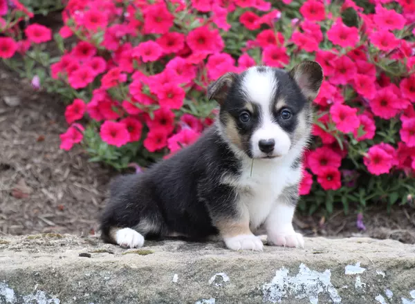 Welsh Corgi -Pembroke - Bella