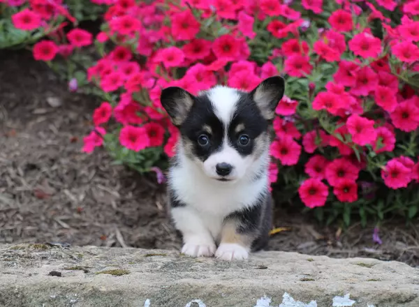 Welsh Corgi -Pembroke - Triple Clear Daisy