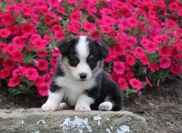 Welsh Corgi -Pembroke - Teddy OFA parents