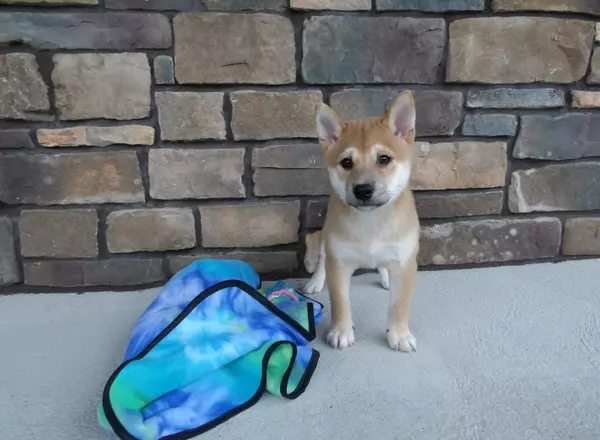 Shiba Inu - Cody