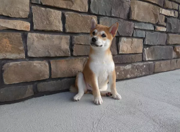 Shiba Inu - Penny