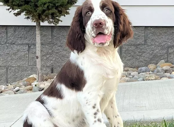 English Springer Spaniel - Arlo