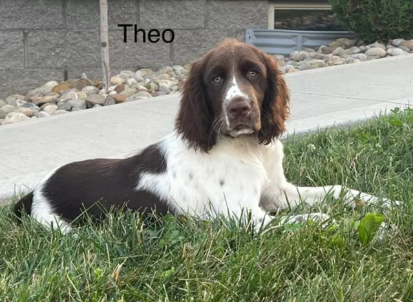 English Springer Spaniel - Theo