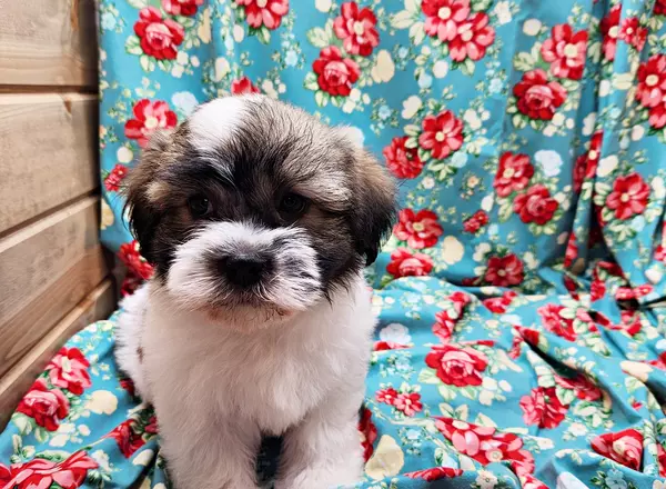 Havanese - LEVI