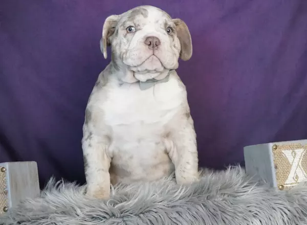 Olde English Bulldogges - Titan