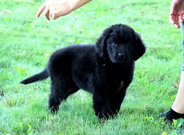 Newfoundland - Luigi