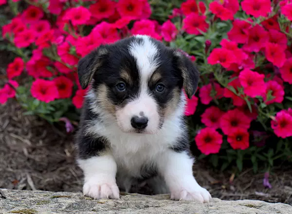 Welsh Corgi -Pembroke - Winston